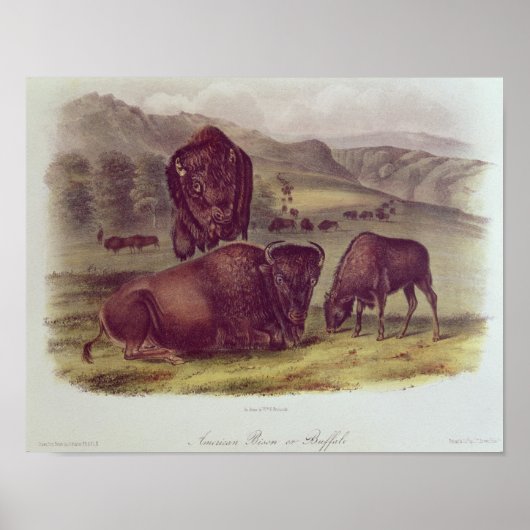 American Bison of Buffalo Poster (Voorkant)