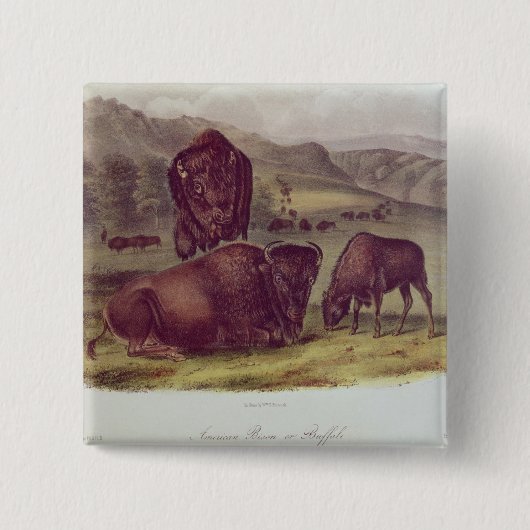 American Bison of Buffalo Vierkante Button 5,1 Cm (Voorkant)