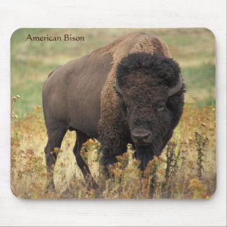 American Bison op het bereik Muismat