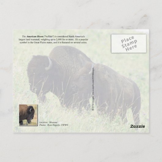 American Bison op munten Briefkaart (Achterkant)