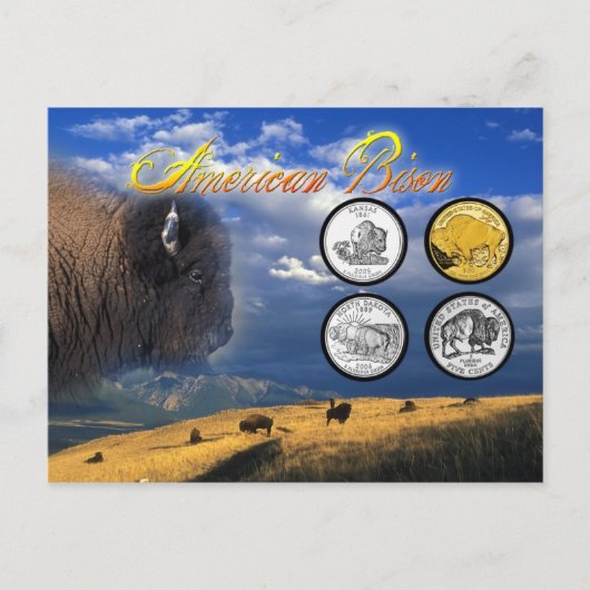 American Bison op munten Briefkaart (Voorkant)