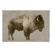 American Bison Perfect Poster (Voorkant)