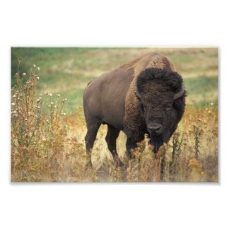 American Bison Photo Print Foto Afdruk