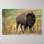 American Bison Poster (Voorkant)