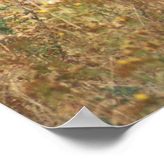 American Bison Poster (Hoek)