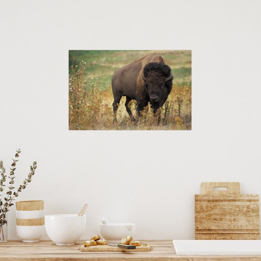 American Bison Poster (Keuken)