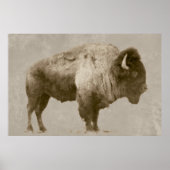 American Bison Poster (Voorkant)