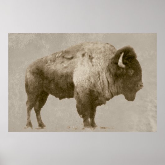 American Bison Poster (Voorkant)