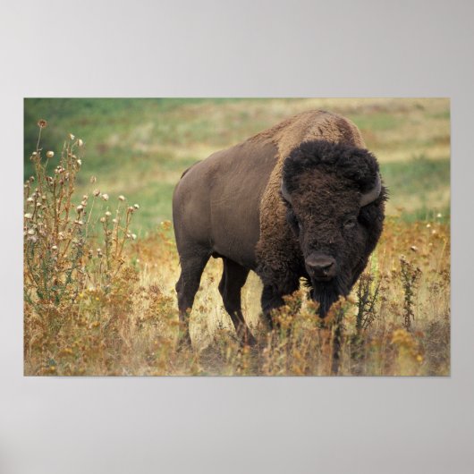 American Bison Poster (Voorkant)