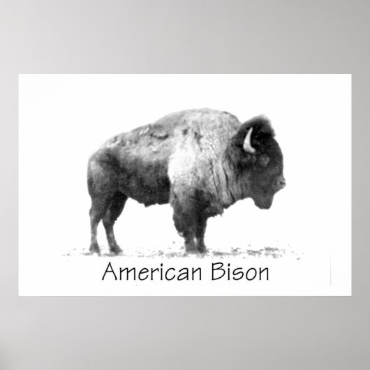 American Bison Poster (Voorkant)