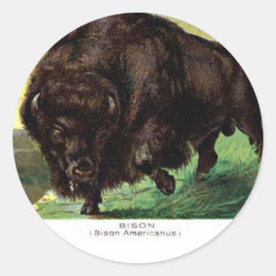 American Bison Ronde Sticker