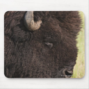 American Bison, South Dakota Muismat