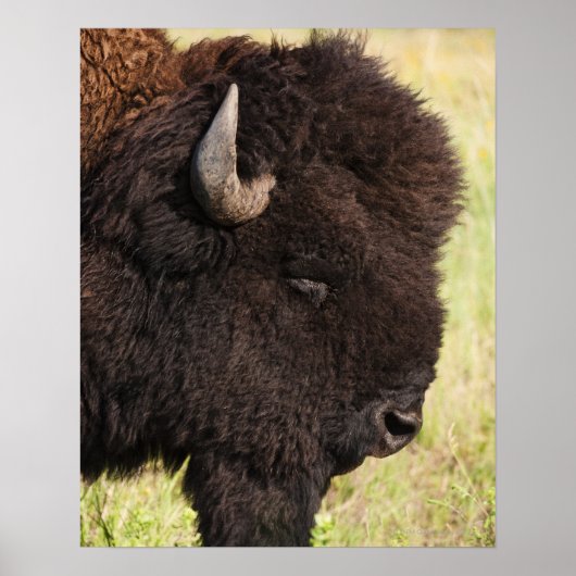 American Bison, South Dakota Poster (Voorkant)