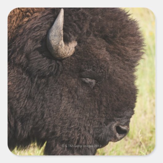 American Bison, South Dakota Vierkante Sticker (Voorkant)