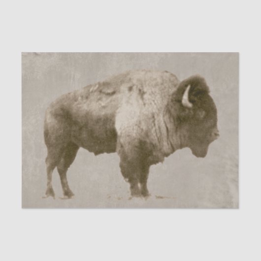 American Bison Tissuepapier (Voorkant)