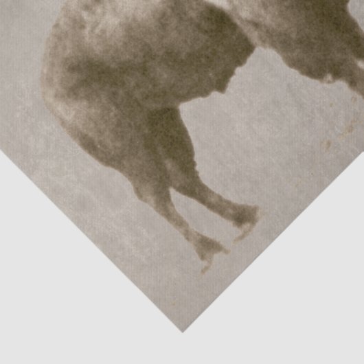 American Bison Tissuepapier (Detail)