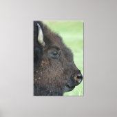 American Bison Up Close - Wildlife fotografie Canvas Afdruk (Voorkant)