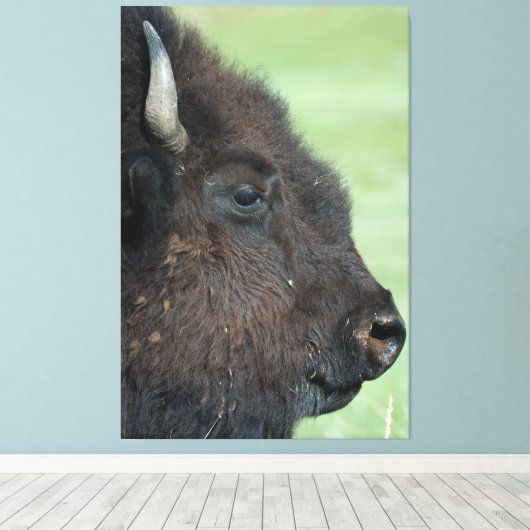 American Bison Up Close - Wildlife fotografie Canvas Afdruk (Insitu (Houten vloer))