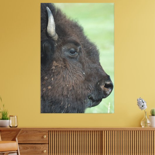 American Bison Up Close - Wildlife fotografie Canvas Afdruk (Insitu (Woonkamer))