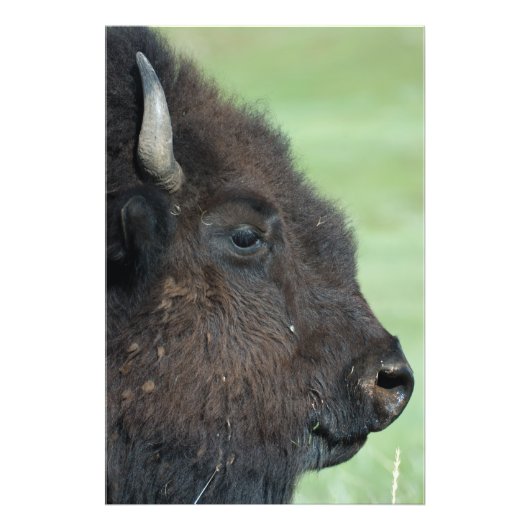 American Bison Up Close - Wildlife fotografie Foto Afdruk (Voorkant)