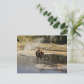 American Bison Yellowstone Wildlife Fotografie Briefkaart (Staand voorkant)
