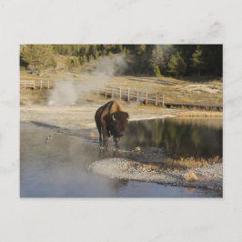 American Bison Yellowstone Wildlife Fotografie Briefkaart