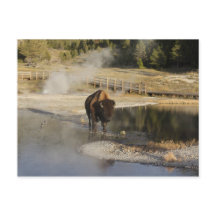 American Bison Yellowstone Wildlife Fotografie