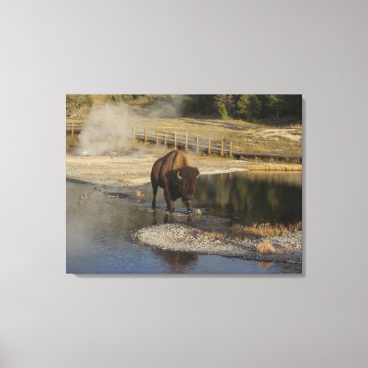 American Bison Yellowstone Wildlife Fotografie Canvas Afdruk (Voorkant)
