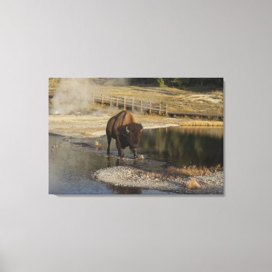 American Bison Yellowstone Wildlife Fotografie Canvas Afdruk (Voorkant)