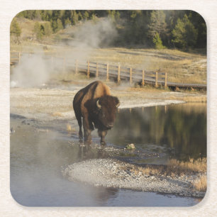 American Bison Yellowstone Wildlife Fotografie Kartonnen Onderzetters