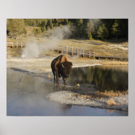 American Bison Yellowstone Wildlife Fotografie Poster