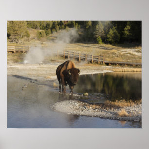 American Bison Yellowstone Wildlife Fotografie Poster