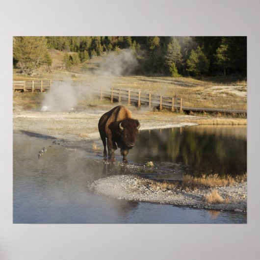 American Bison Yellowstone Wildlife Fotografie Poster (Voorkant)