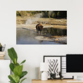 American Bison Yellowstone Wildlife Fotografie Poster (Thuiskantoor)