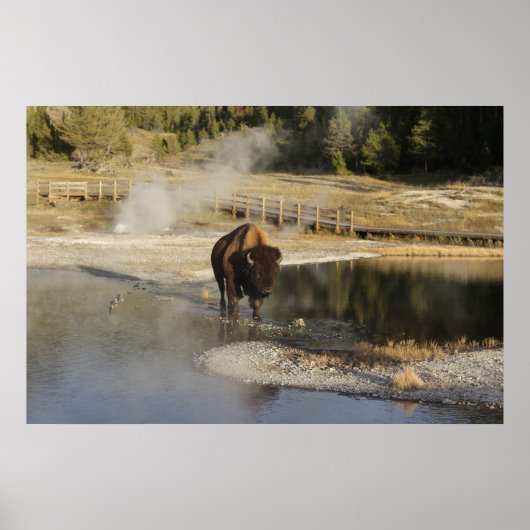 American Bison Yellowstone Wildlife Fotografie Poster (Voorkant)