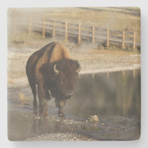American Bison Yellowstone Wildlife Fotografie Stenen Onderzetter