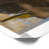 American Black Duck Poster (Hoek)