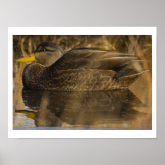 American Black Duck Poster