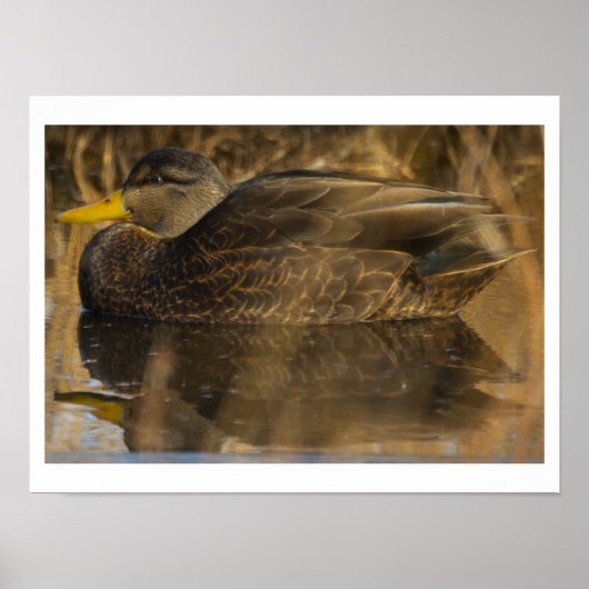 American Black Duck Poster (Voorkant)