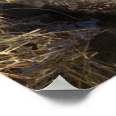 American Black Duck Poster (Hoek)