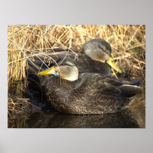 American Black Duck Poster (Voorkant)
