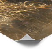 American Black Duck Poster (Hoek)