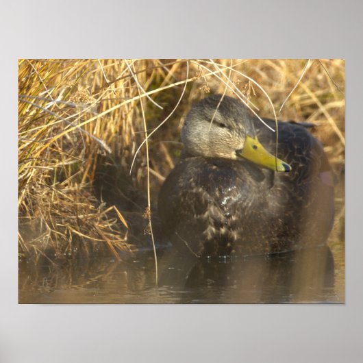 American Black Duck Poster (Voorkant)