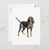 American Black en Tan Coon Hound Briefkaart (Voorkant / Achterkant)