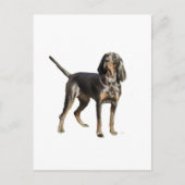 American Black en Tan Coon Hound Briefkaart (Voorkant)