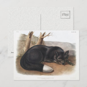 American Black of Silver Fox of North America Briefkaart