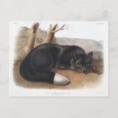 American Black of Silver Fox of North America Briefkaart (Voorkant)