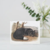 American Black of Silver Fox of North America Briefkaart (Staand voorkant)