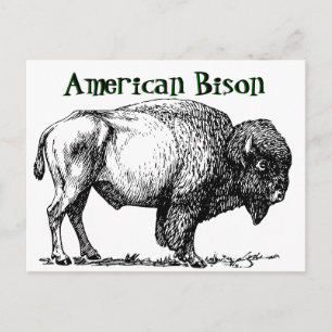 American Buffalo Bison Briefkaart