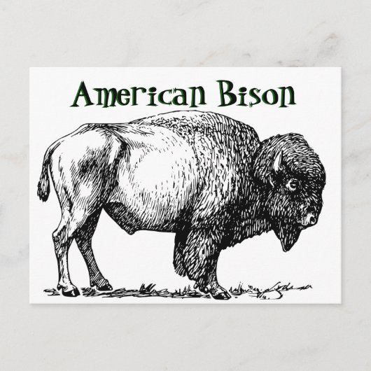 American Buffalo Bison Briefkaart (Voorkant)